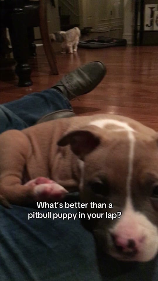 Post 4 by DKMike on TikTok (video)