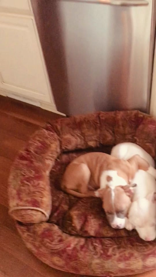Post 7 by DKMike on TikTok (video)