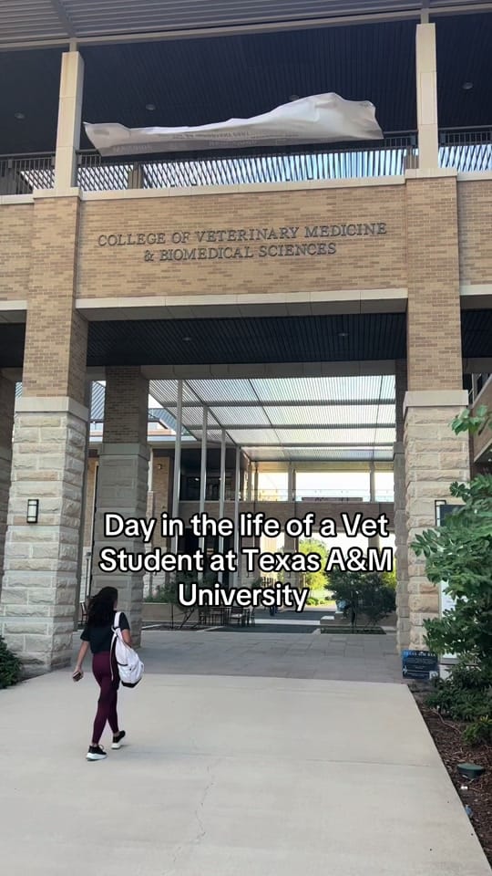 Post 10 by houstonpetvet on TikTok (video)
