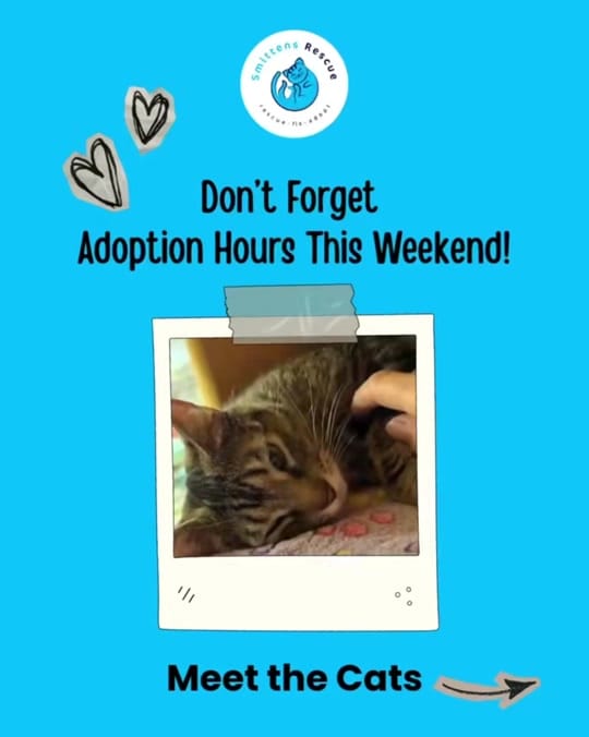 Post 1 by smittensrescue on TikTok (video)