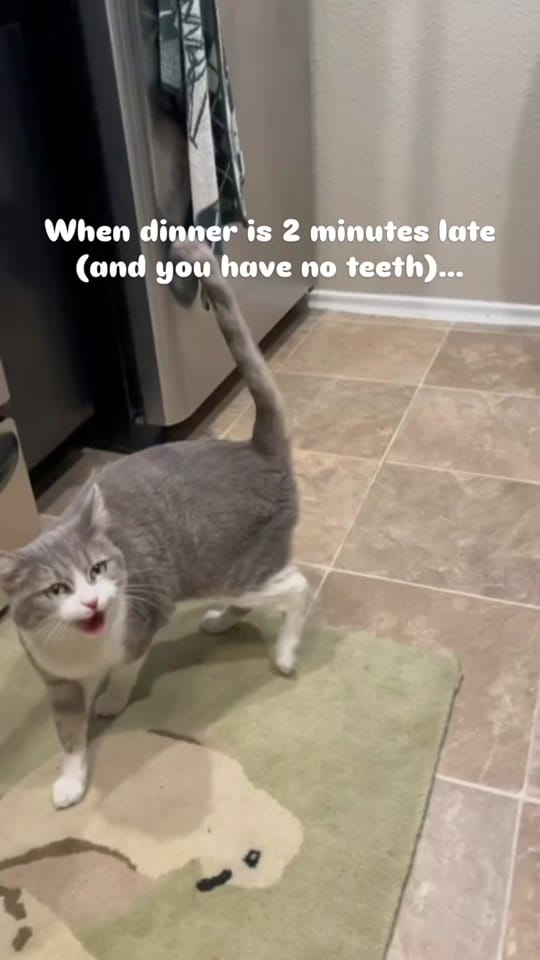 Post 7 by smittensrescue on TikTok (video)