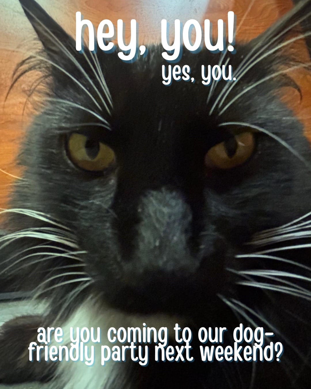 Post 5 by smittensrescue on TikTok (video)
