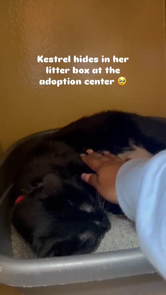 Post 6 by smittensrescue on TikTok (video)
