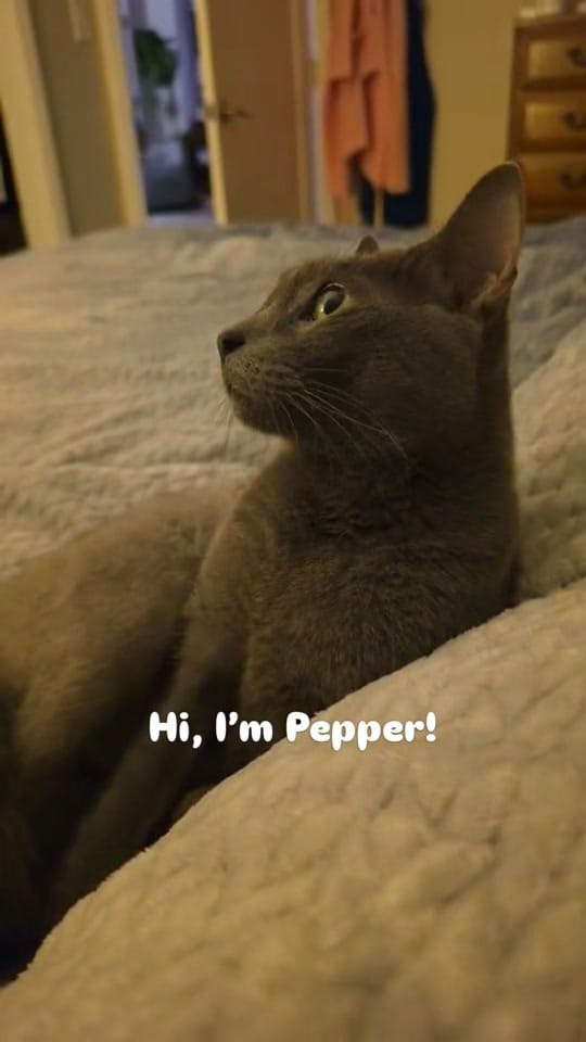 Post 10 by smittensrescue on TikTok (video)