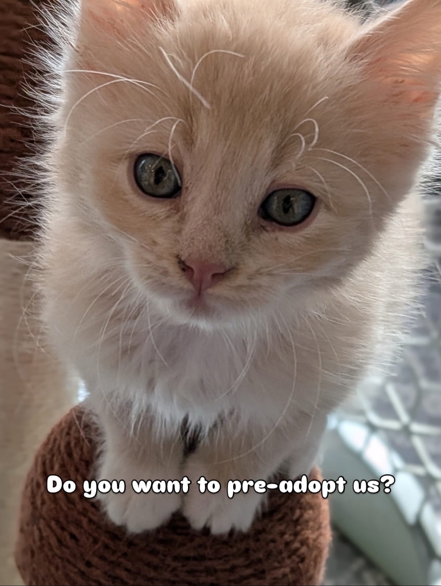 Post 3 by smittensrescue on TikTok (video)