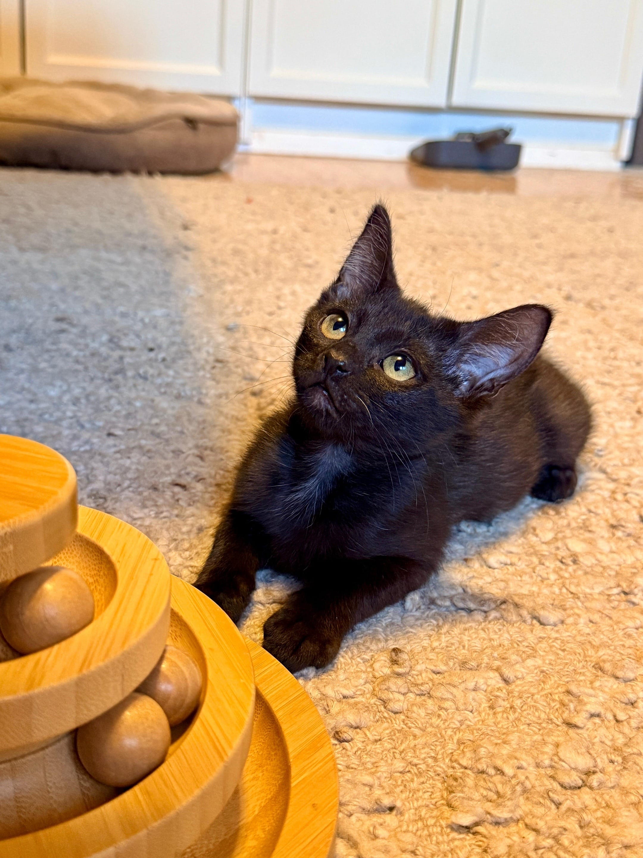 Post 2 by smittensrescue on TikTok (video)