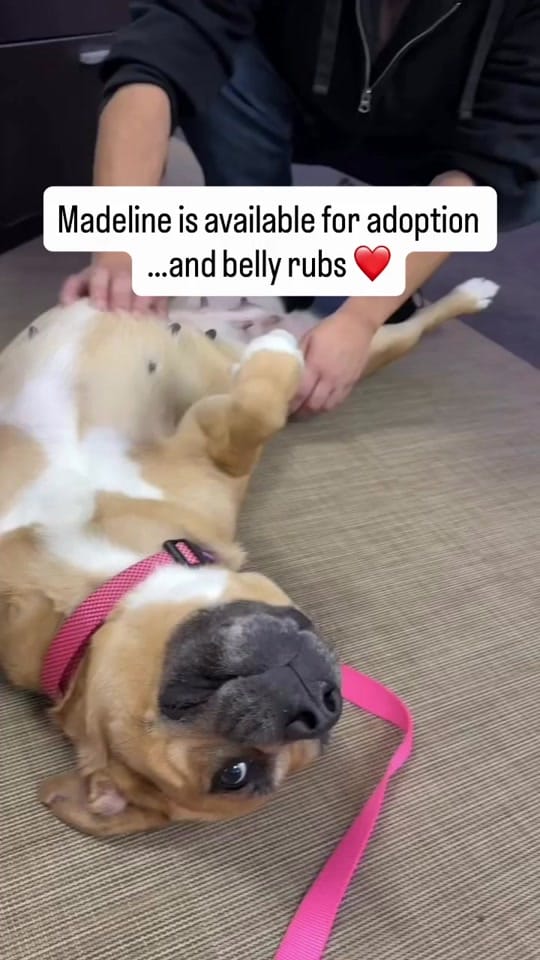 Post 7 by Humane Society Broward County on TikTok (video)