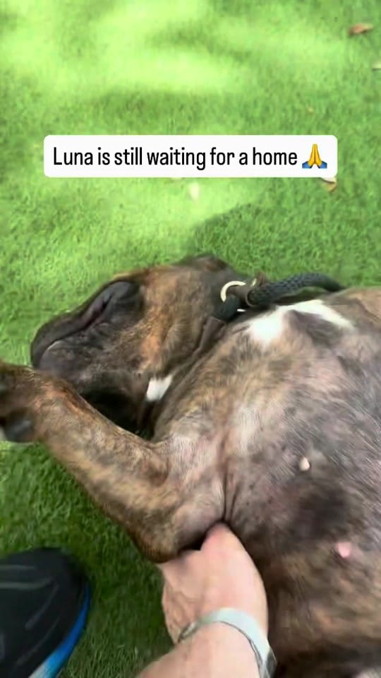 Post 4 by Humane Society Broward County on TikTok (video)