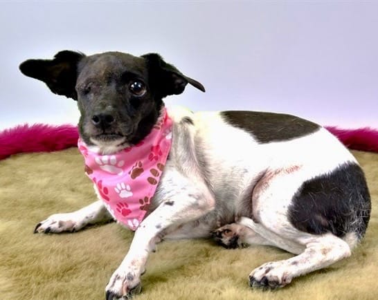 Post 8 by Humane Society Broward County on TikTok (video)
