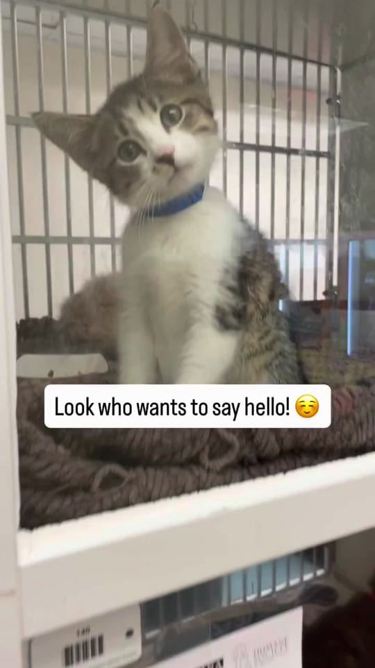 Post 3 by Humane Society Broward County on TikTok (video)