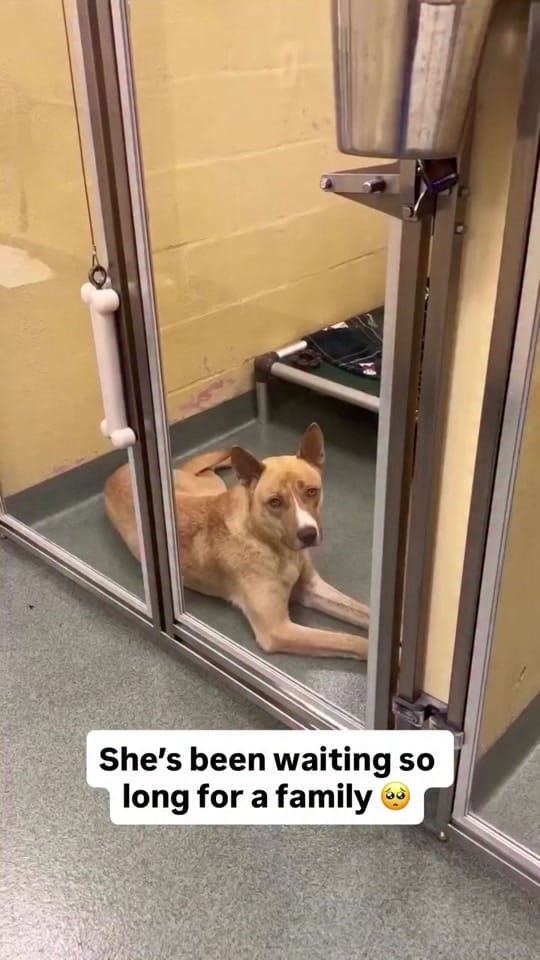 Post 2 by Humane Society Broward County on TikTok (video)