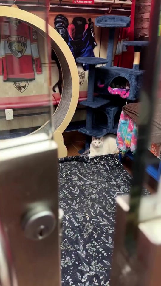 Post 10 by Humane Society Broward County on TikTok (video)