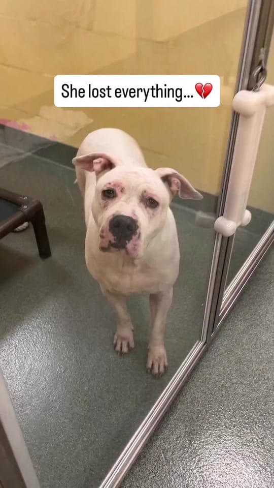 Post 1 by Humane Society Broward County on TikTok (video)