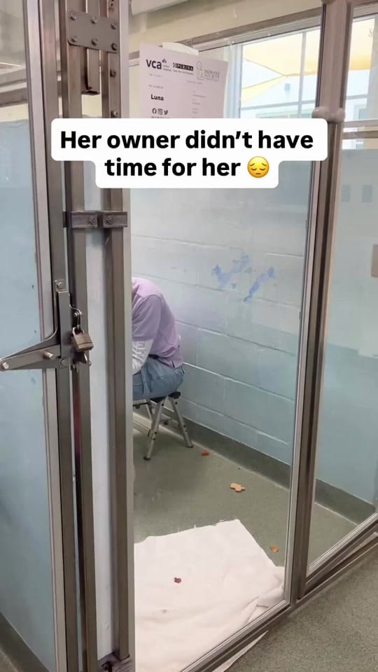 Post 6 by Humane Society Broward County on TikTok (video)
