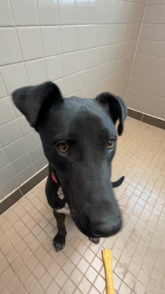 Post 8 by animalhumanenm on TikTok (video)