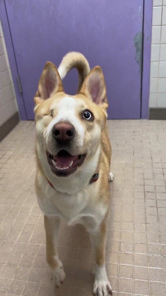 Post 10 by animalhumanenm on TikTok (video)