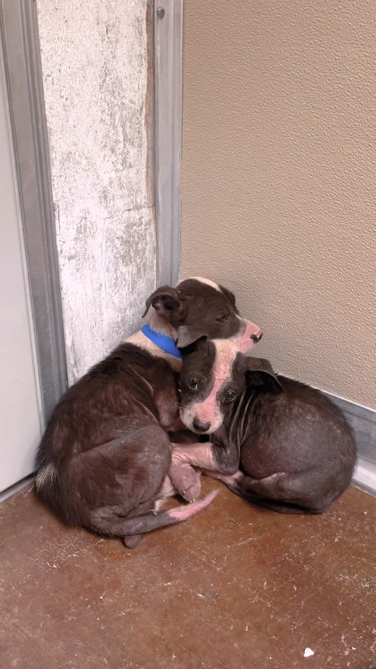 Post 1 by animalhumanenm on TikTok (video)