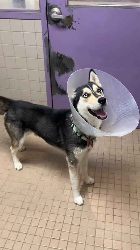 Post 6 by animalhumanenm on TikTok (video)