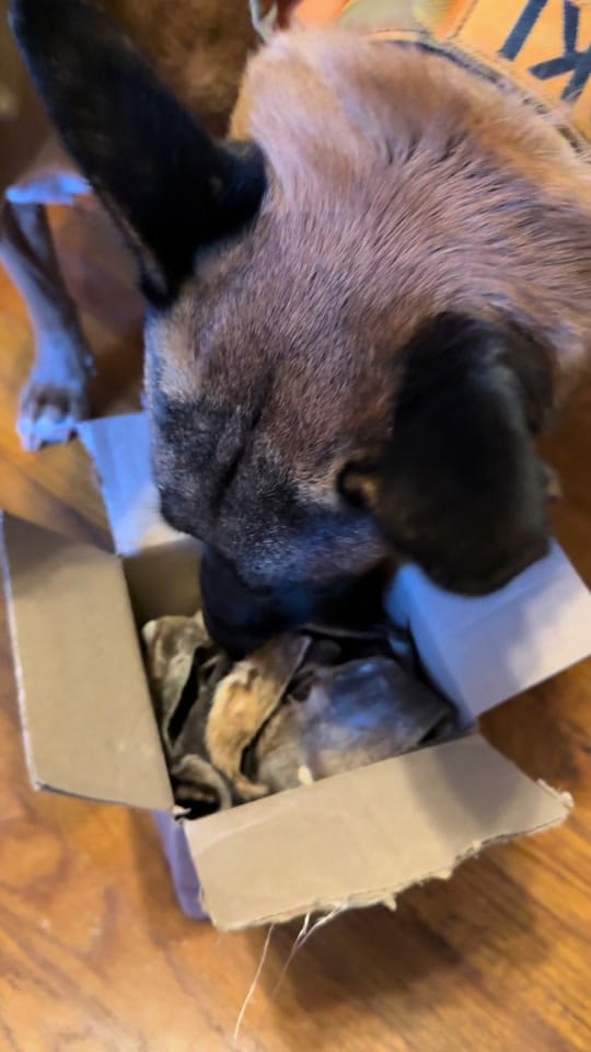 Post 5 by aria + loki on TikTok (video)