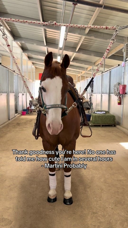 Post 7 by Kirsten Ziegler on TikTok (video)