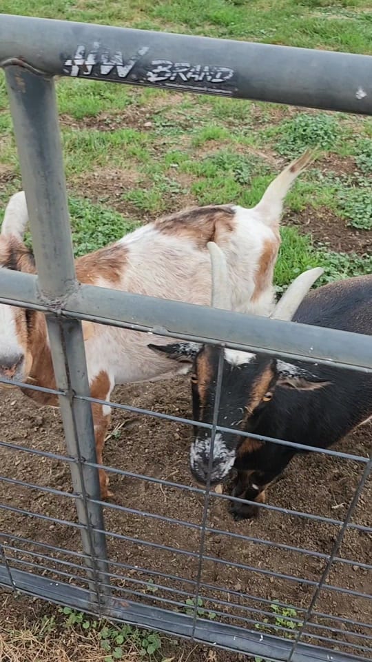 Post 5 by JB Farm on TikTok (video)