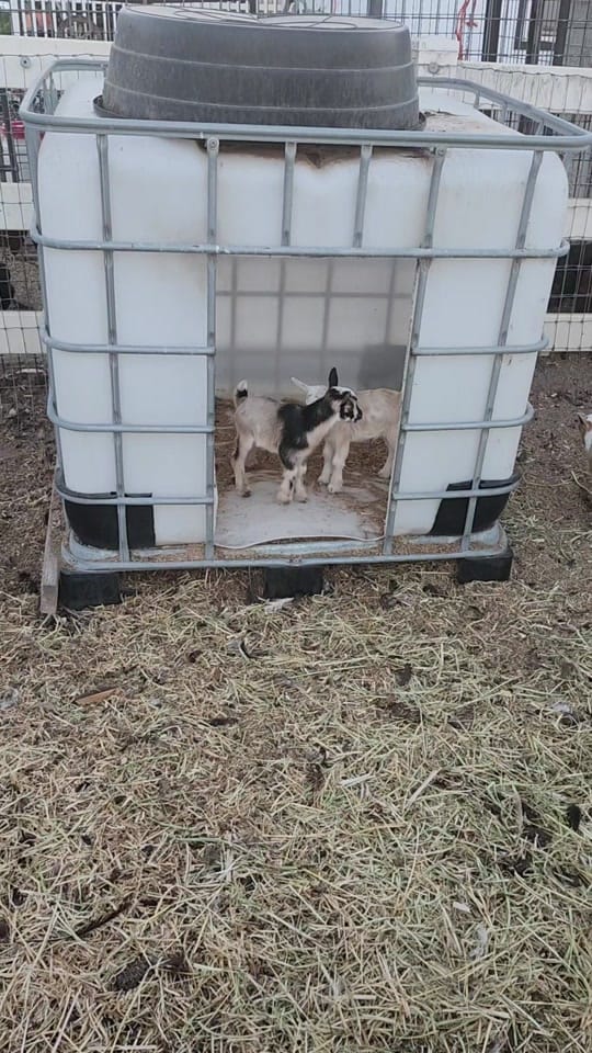 Post 10 by JB Farm on TikTok (video)