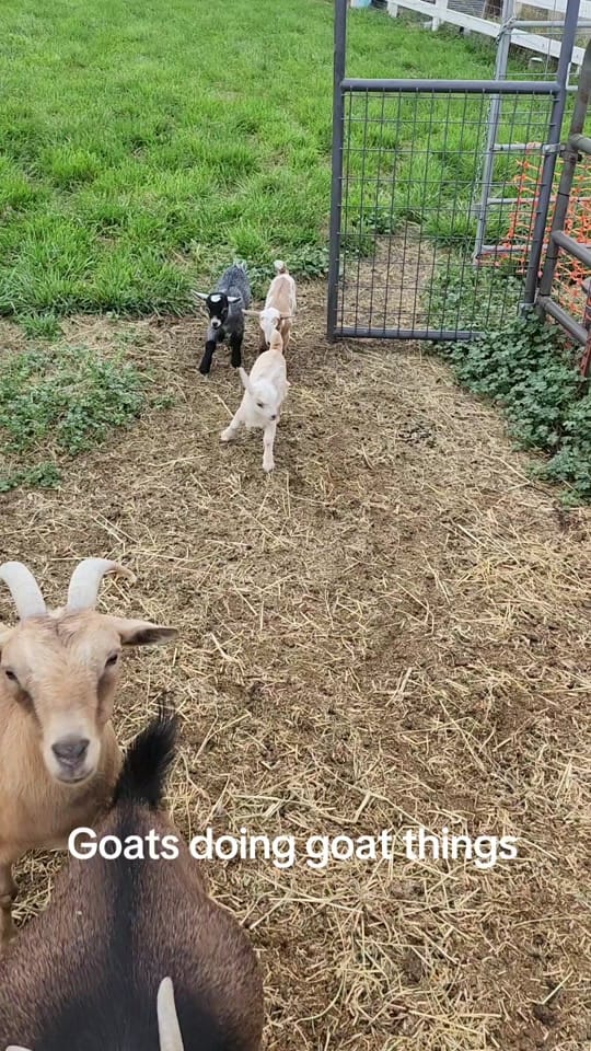 Post 6 by JB Farm on TikTok (video)