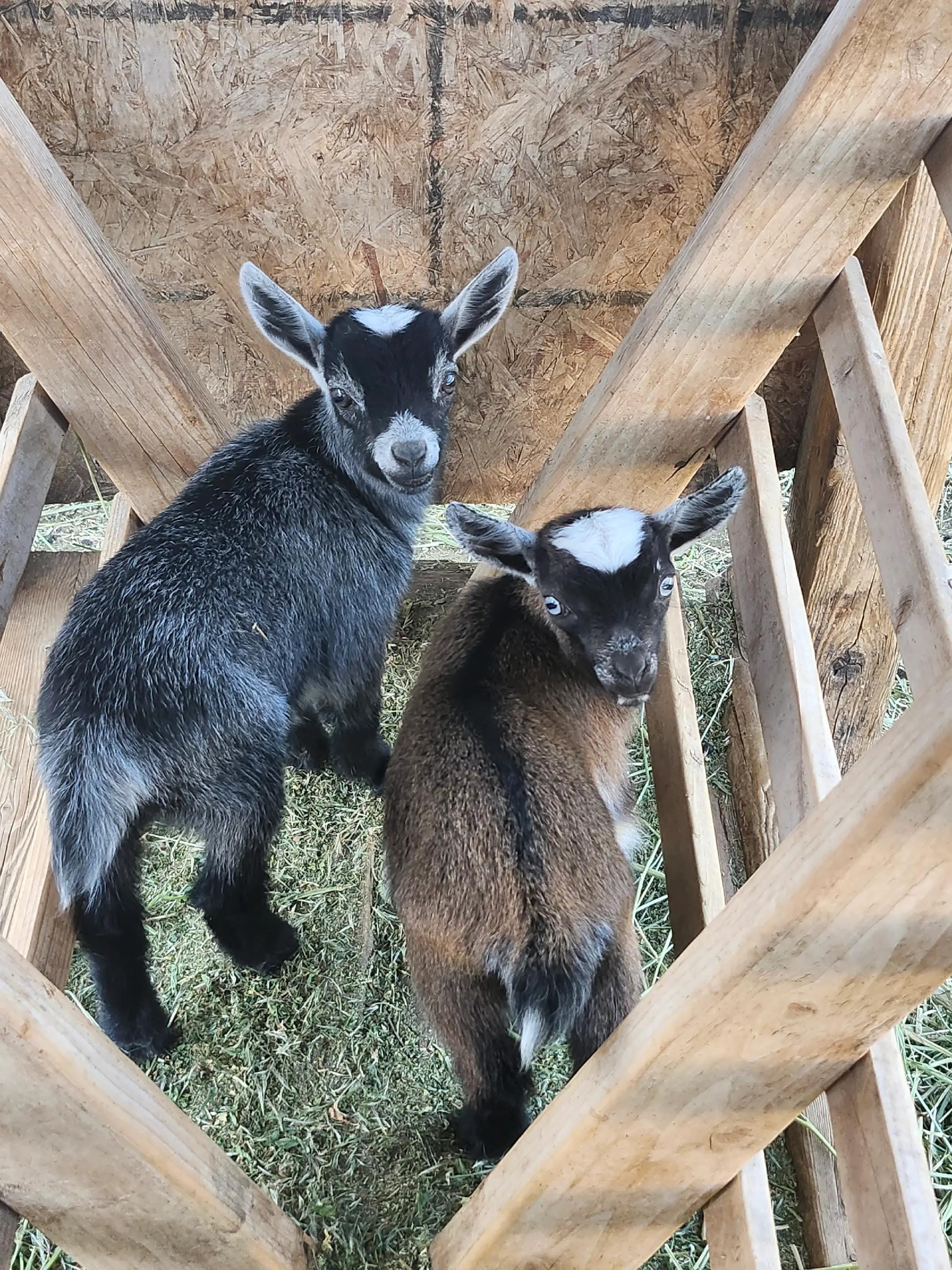 Post 9 by JB Farm on TikTok (video)