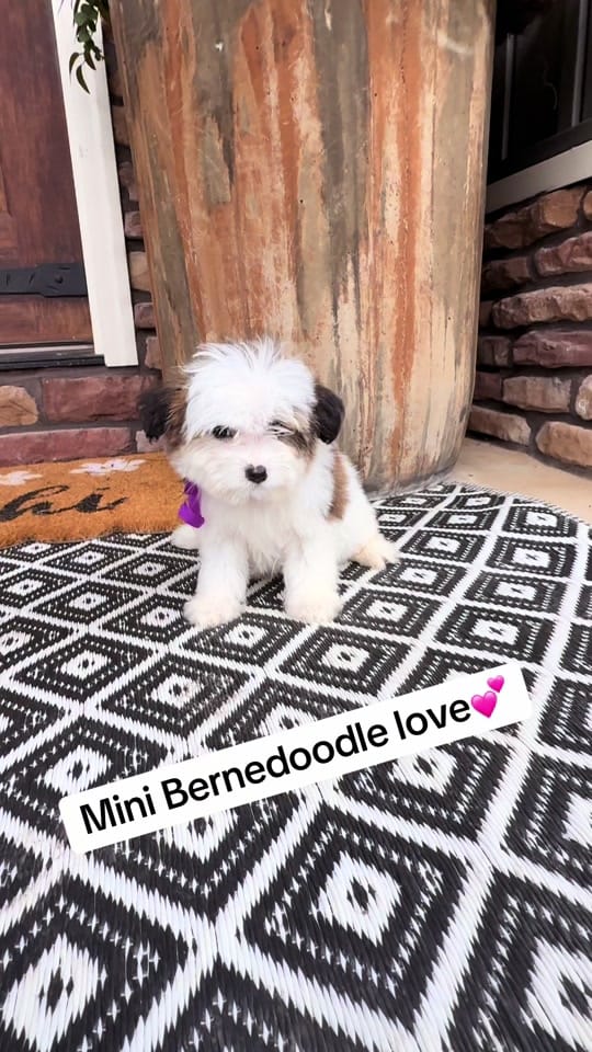Post 4 by Platinum Goldendoodles & More on TikTok (video)