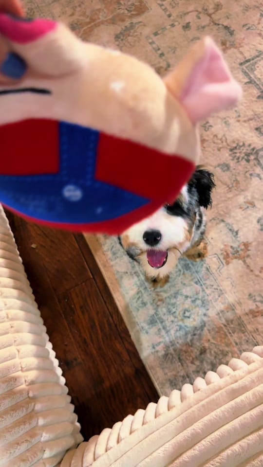 Post 3 by Platinum Goldendoodles & More on TikTok (video)