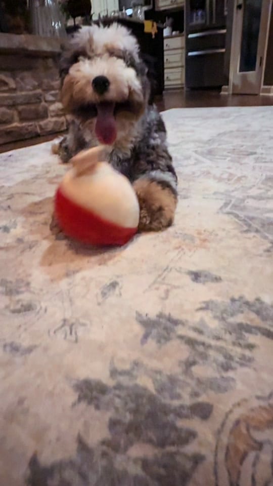 Post 7 by Platinum Goldendoodles & More on TikTok (video)