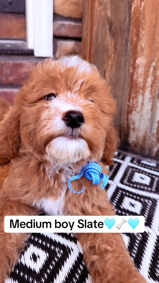 Post 5 by Platinum Goldendoodles & More on TikTok (video)