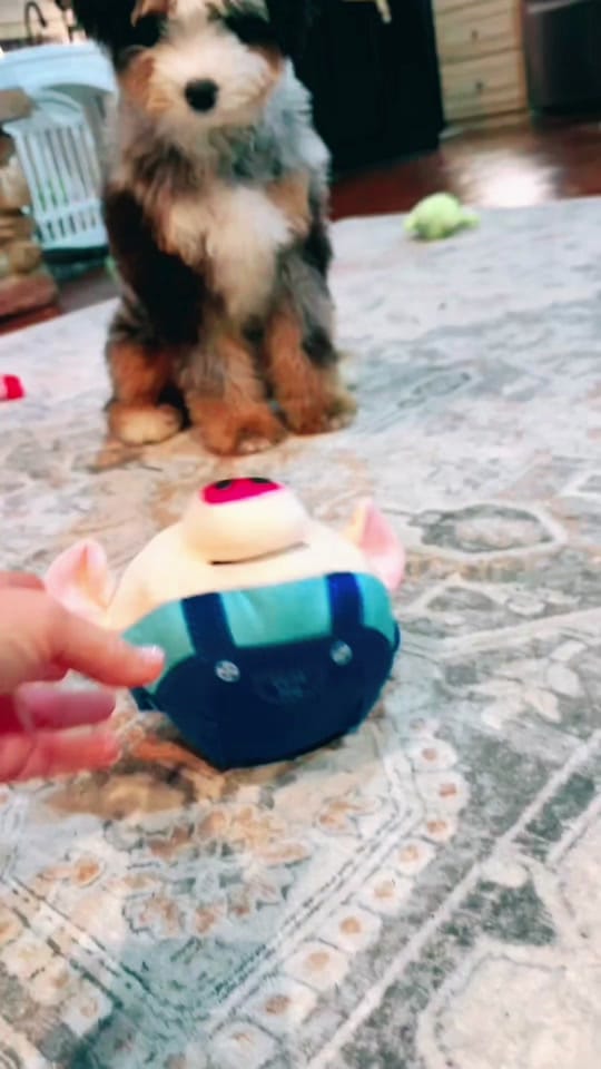 Post 6 by Platinum Goldendoodles & More on TikTok (video)