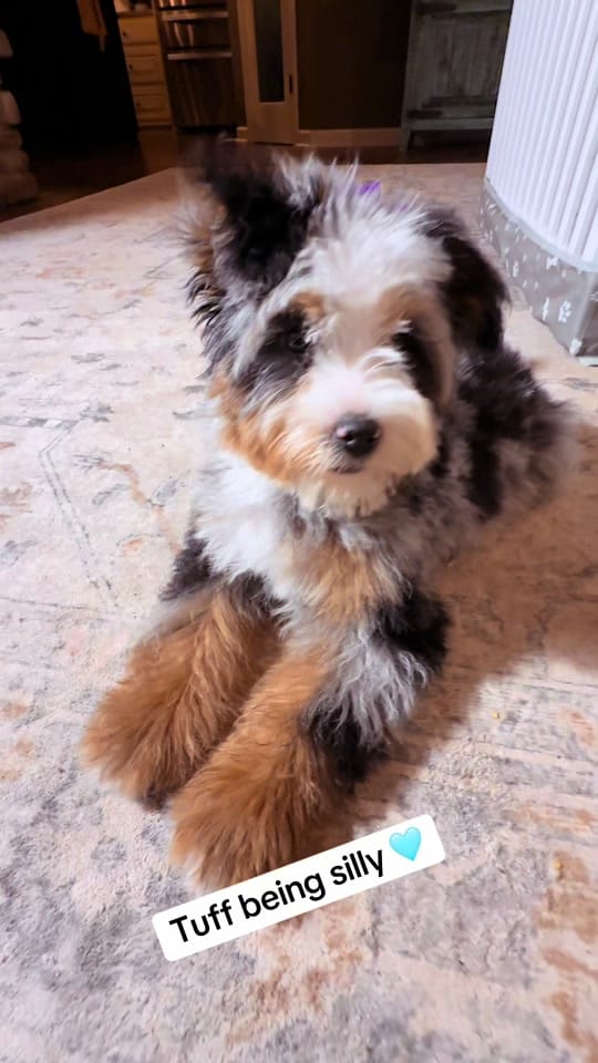 Post 1 by Platinum Goldendoodles & More on TikTok (video)