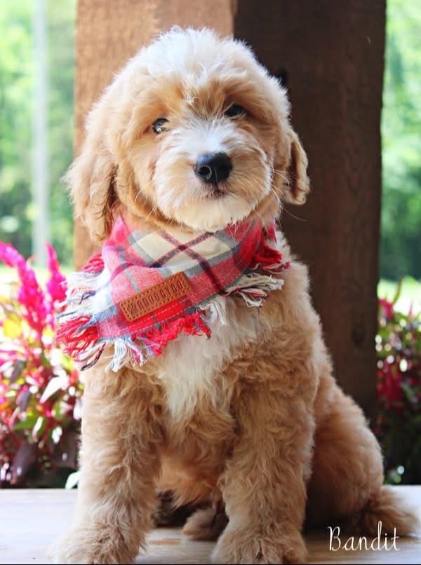 Post 2 by Platinum Goldendoodles & More on TikTok (video)