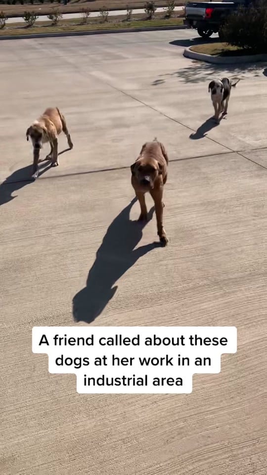Post 2 by N Heene on TikTok (video)