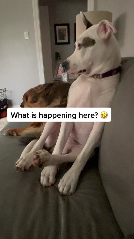 Post 9 by N Heene on TikTok (video)