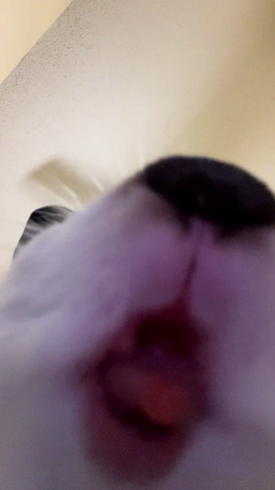 Post 1 by dogtorkatnguyen on TikTok (video)