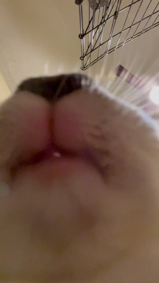 Post 9 by dogtorkatnguyen on TikTok (video)