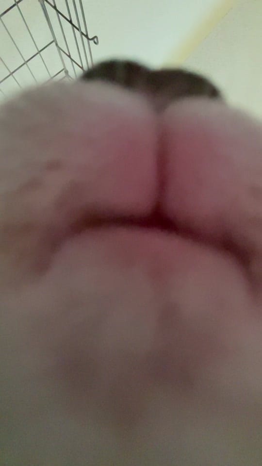 Post 10 by dogtorkatnguyen on TikTok (video)