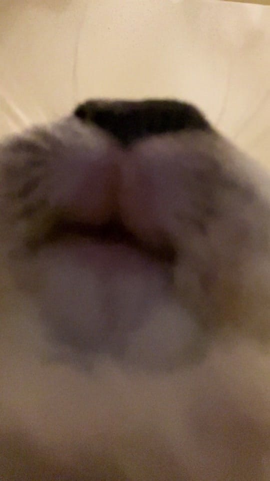 Post 2 by dogtorkatnguyen on TikTok (video)