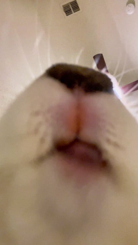 Post 6 by dogtorkatnguyen on TikTok (video)