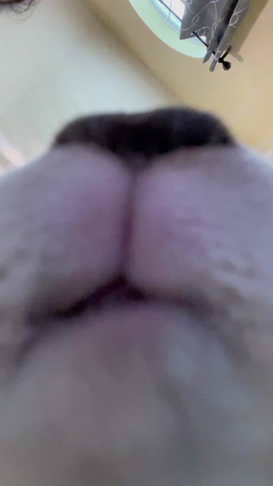 Post 4 by dogtorkatnguyen on TikTok (video)