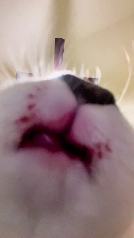 Post 7 by dogtorkatnguyen on TikTok (video)