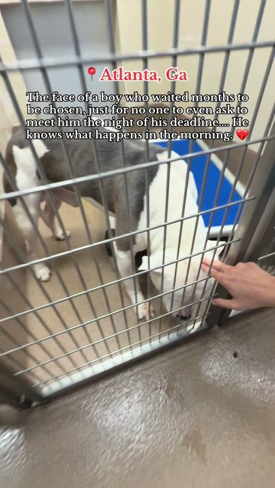 Post 8 by maryals_fosterpals on TikTok (video)
