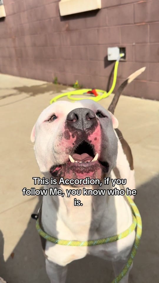 Post 3 by maryals_fosterpals on TikTok (video)