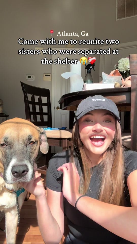 Post 9 by maryals_fosterpals on TikTok (video)