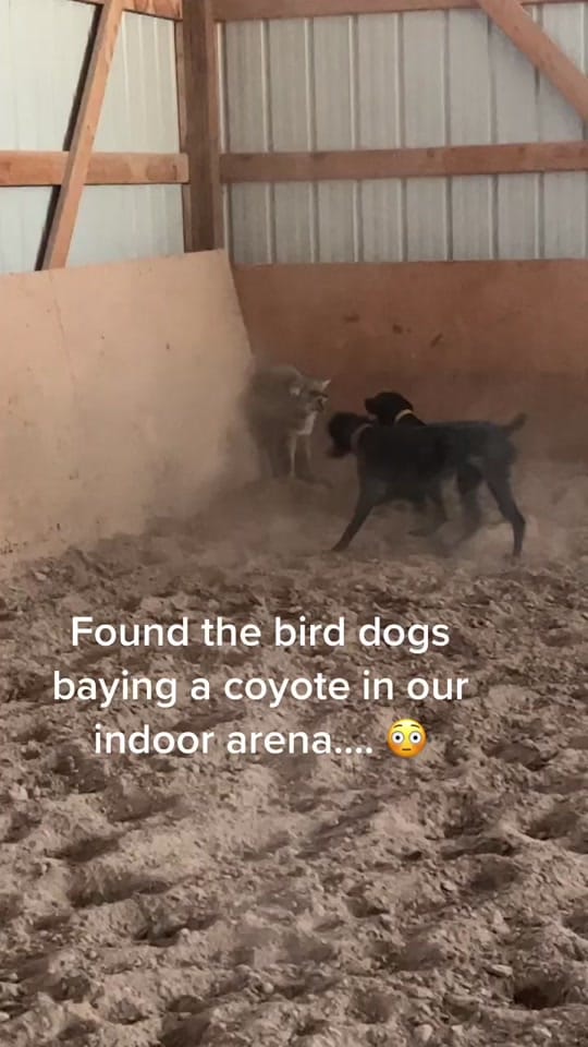 Post 10 by barrelracing2rodeo on TikTok (video)