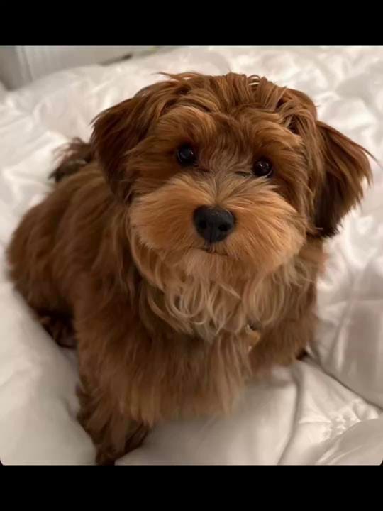 Post 2 by Laura - window painter/artist on TikTok (video)