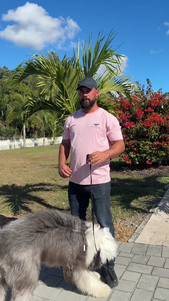 Post 5 by Caio Fonseca on TikTok (video)